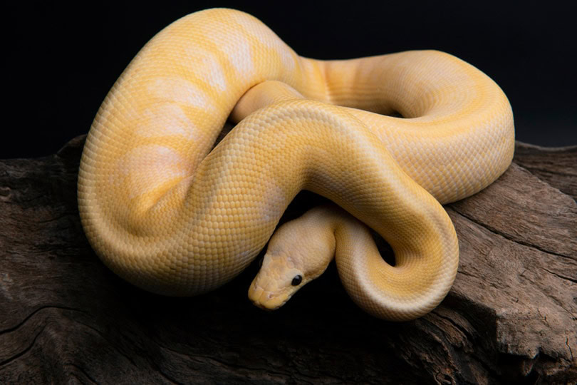 banana ball python